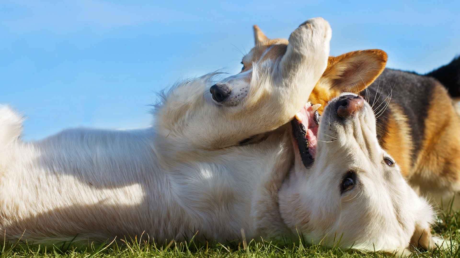 Perros sienten cosquillas